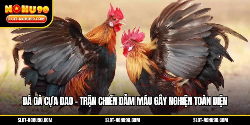 Đá gà cựa dao