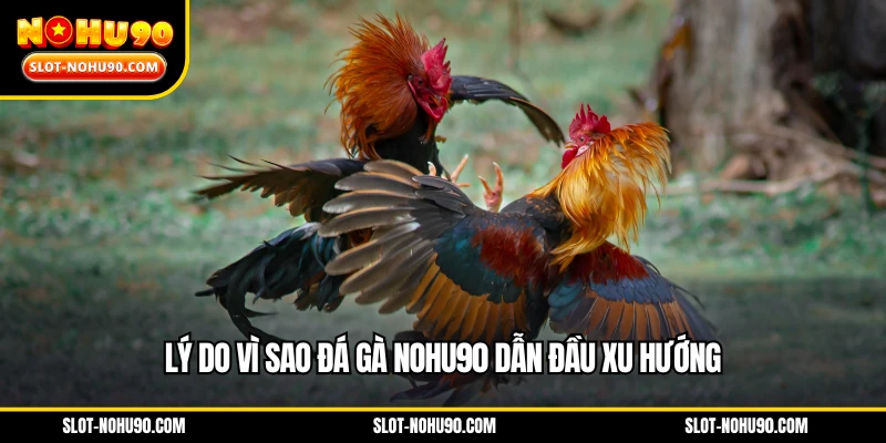 Lý do sao đá gà NOHU90 dẫn đầu xu hướng