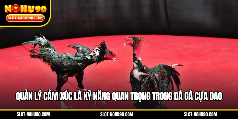 Quản lý cảm xúc là kỹ năng quan trọng trong đá gà cựa dao